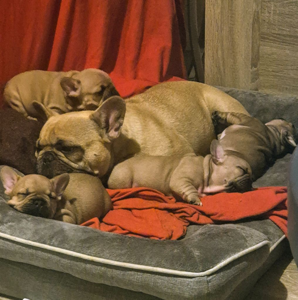 Chiot Bouledogue français Rodrigue Jouan